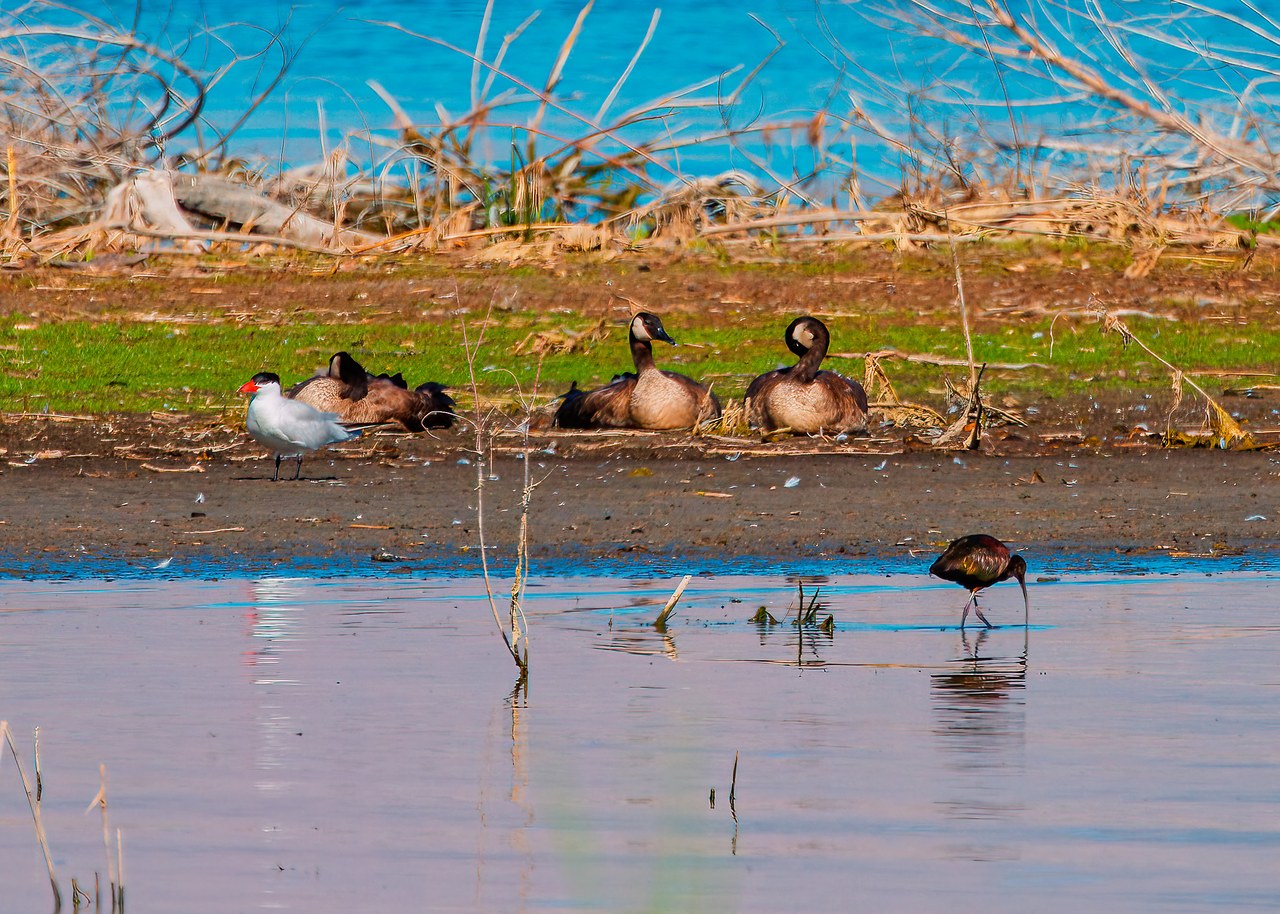 Mixed group of shoreline birds resting together