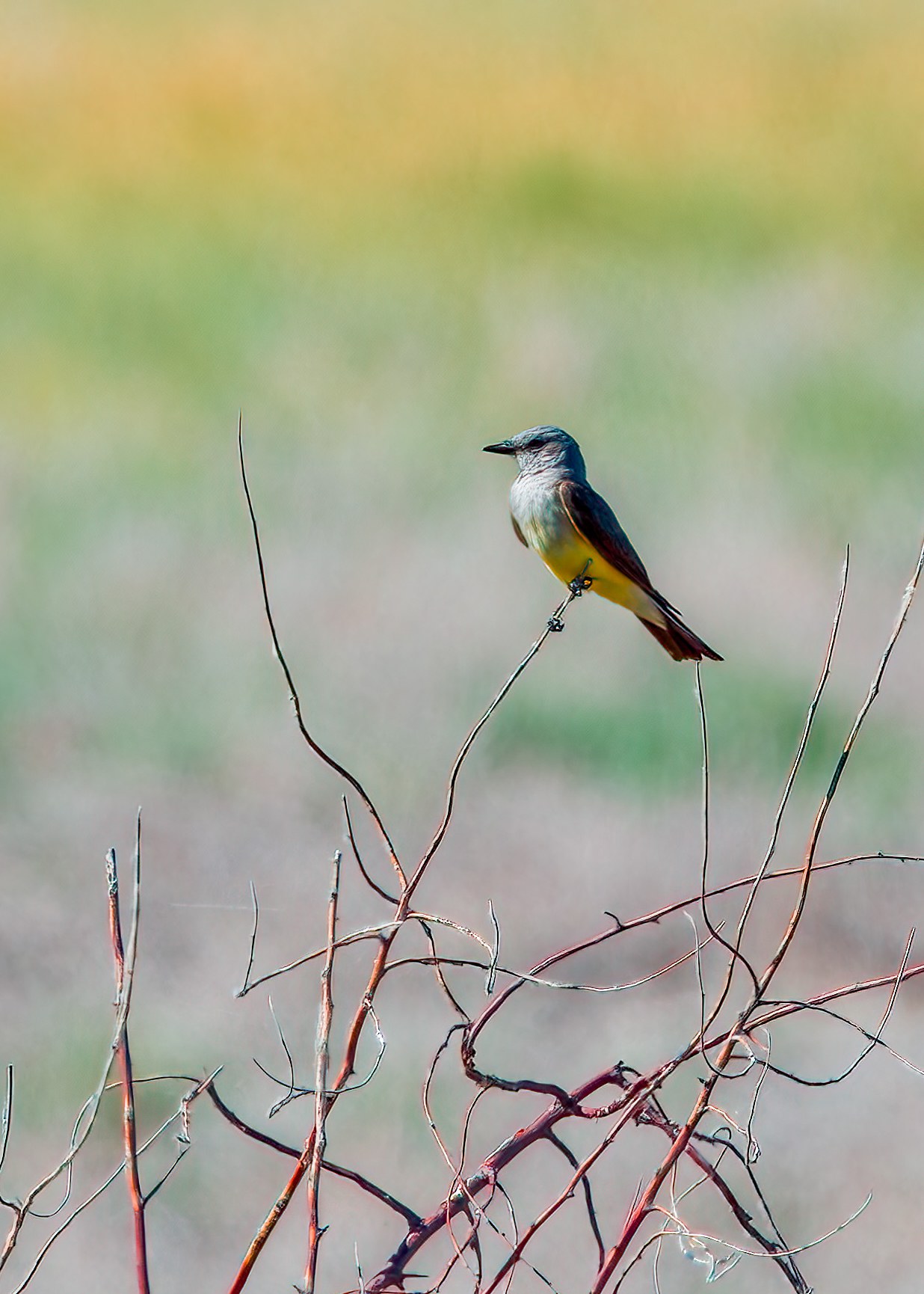 Western Kingbird perched and watching the trail