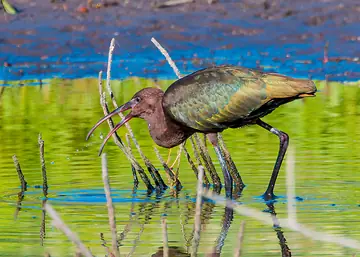 White-faced Ibis feeding calmly near the trail edge