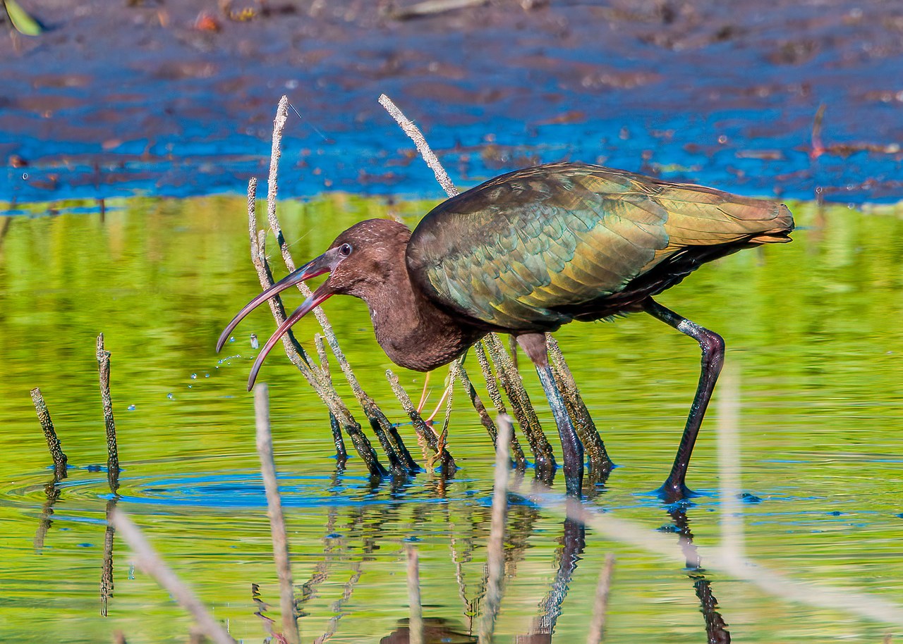 White-faced Ibis feeding calmly near the trail edge