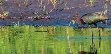 Provo River Delta field trip recap — July 12, 2025