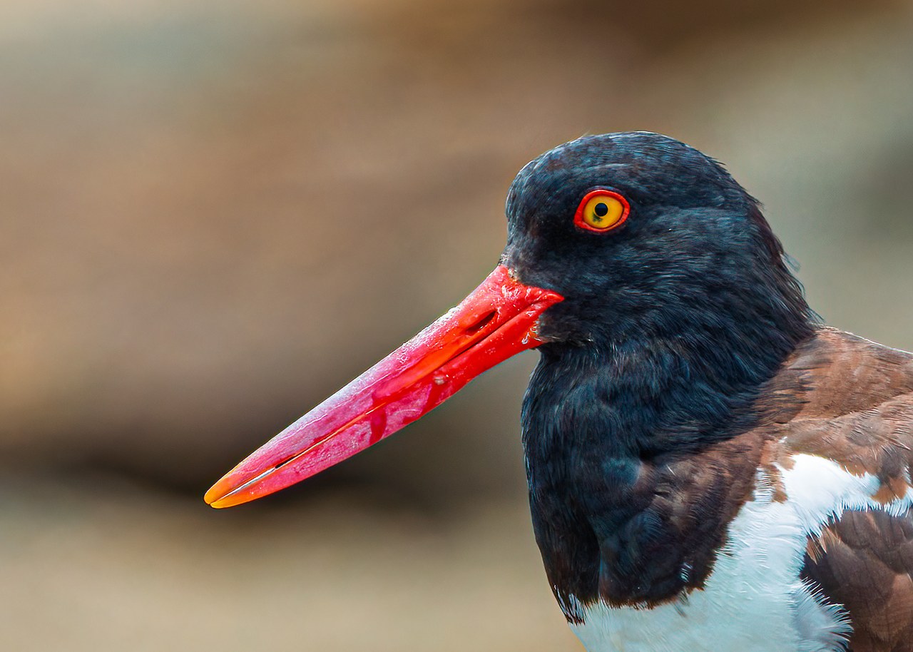 American Oystercatcher photographed at close range on the rocks at Pelican Point near La Choya