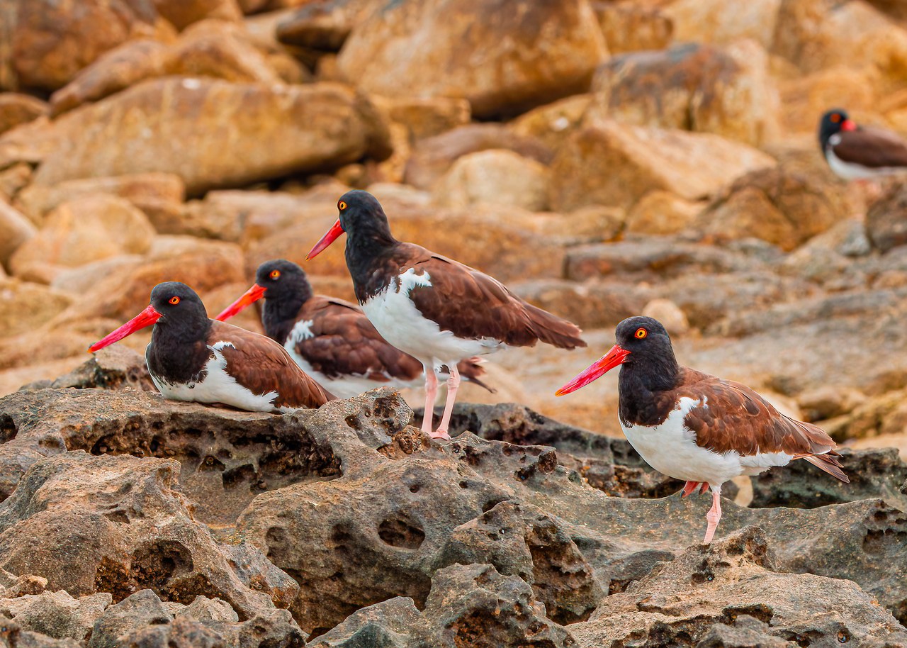 Group of American Oystercatchers standing on rocks at Pelican Point on La Choya near Puerto Peñasco