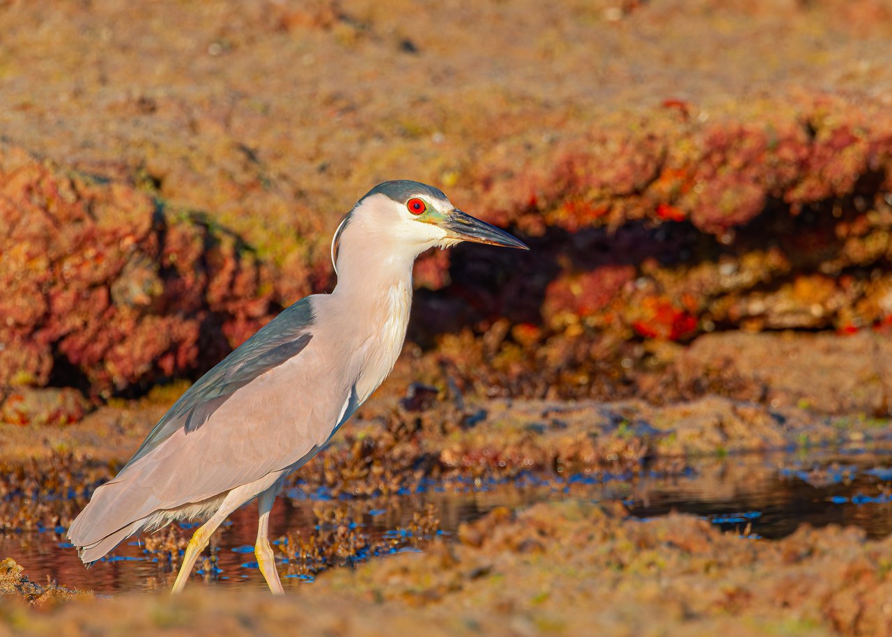 Black-crowned Night-Heron standing along the colorful rocky shoreline at Puerto Peñasco