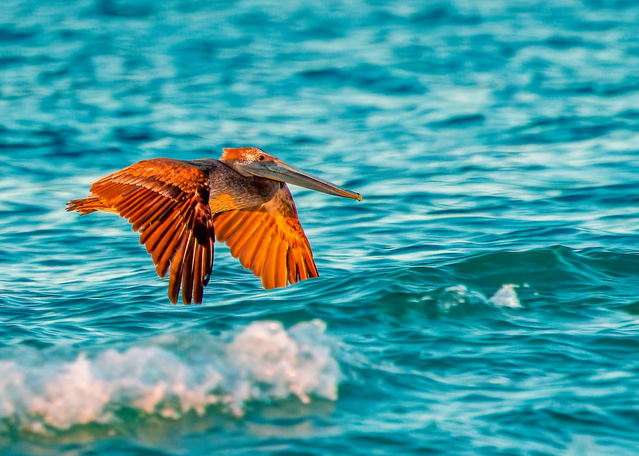 Brown Pelican flying low over turquoise Sea of Cortez water near the tide pools at Puerto Peñasco