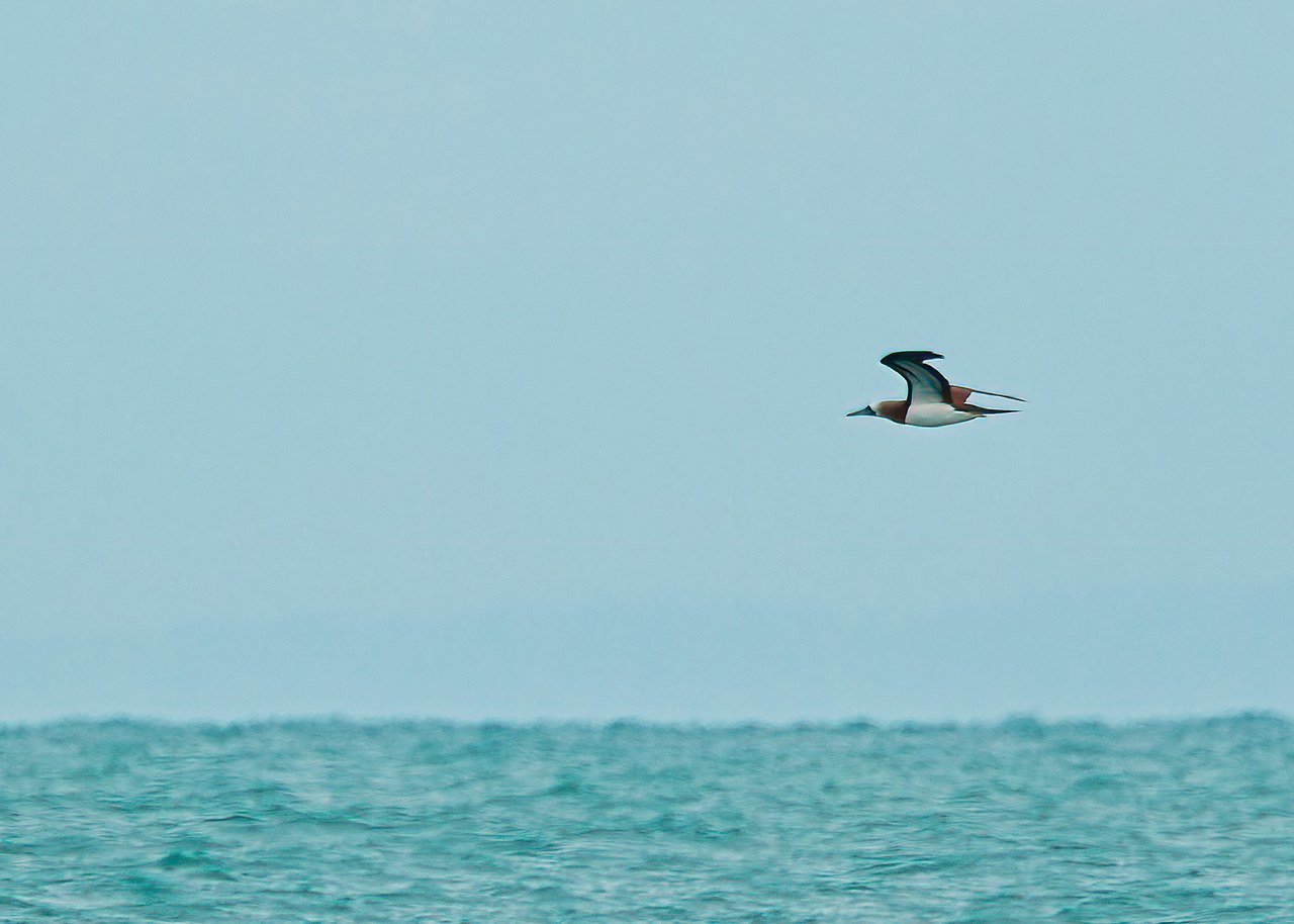Cocos Booby flying low over the open Sea of Cortez off Pelican Point near Puerto Peñasco