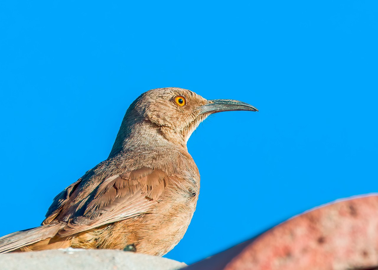 Curve-billed Thrasher perched against a bright blue Arizona sky
