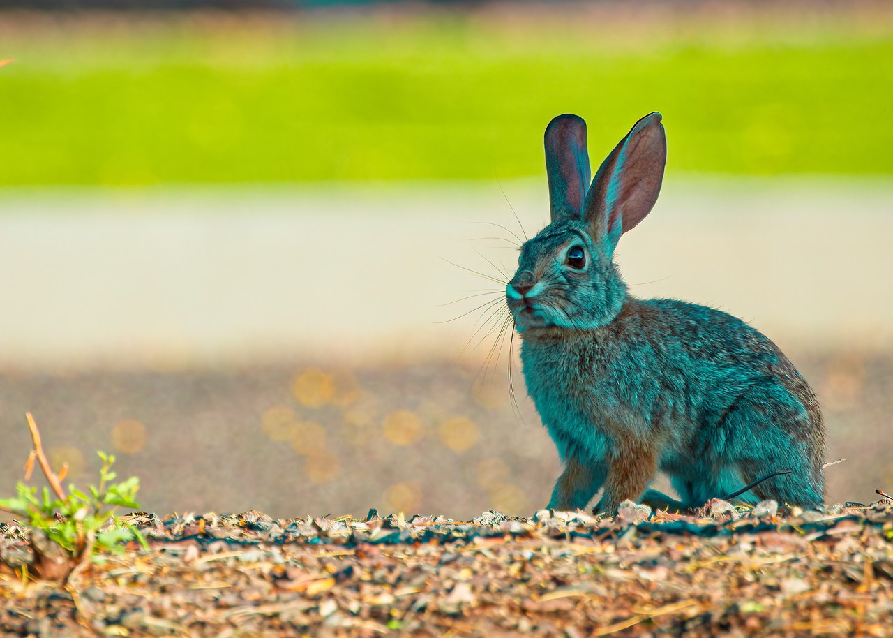 Desert cottontail sitting in the landscaping near the Phoenix hotel early in the morning
