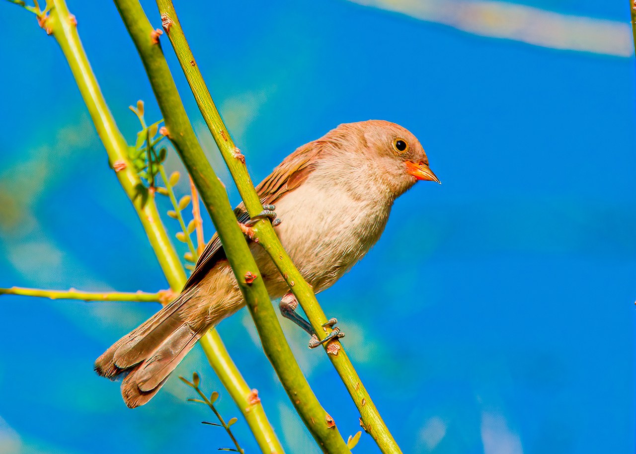Female Verdin perched among green stems against a bright blue Arizona sky