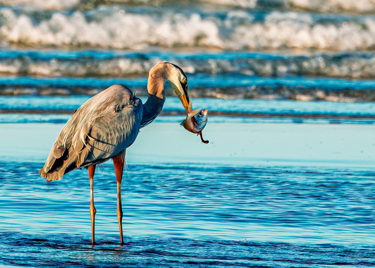 Great Blue Heron catching and manipulating a fish in a shallow Puerto Peñasco tide pool
