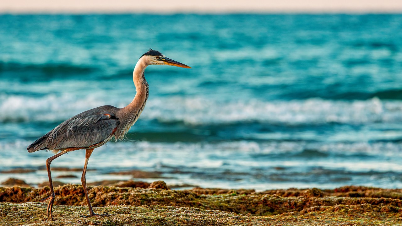 Great Blue Heron walking across exposed tide-pool rocks with the Sea of Cortez surf behind it in Puerto Peñasco