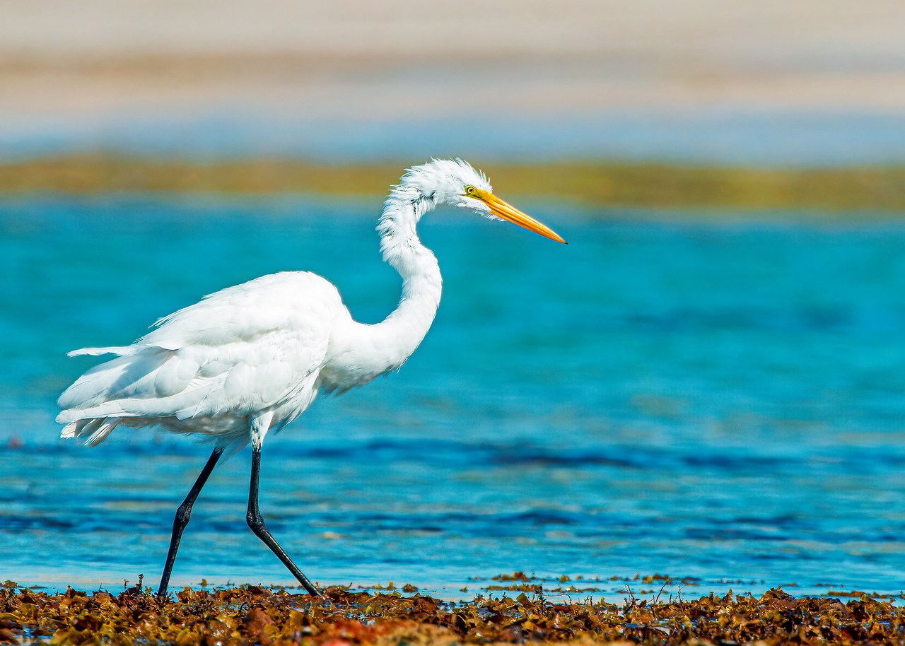Great Egret hunting deliberately in a shallow Sea of Cortez tide pool