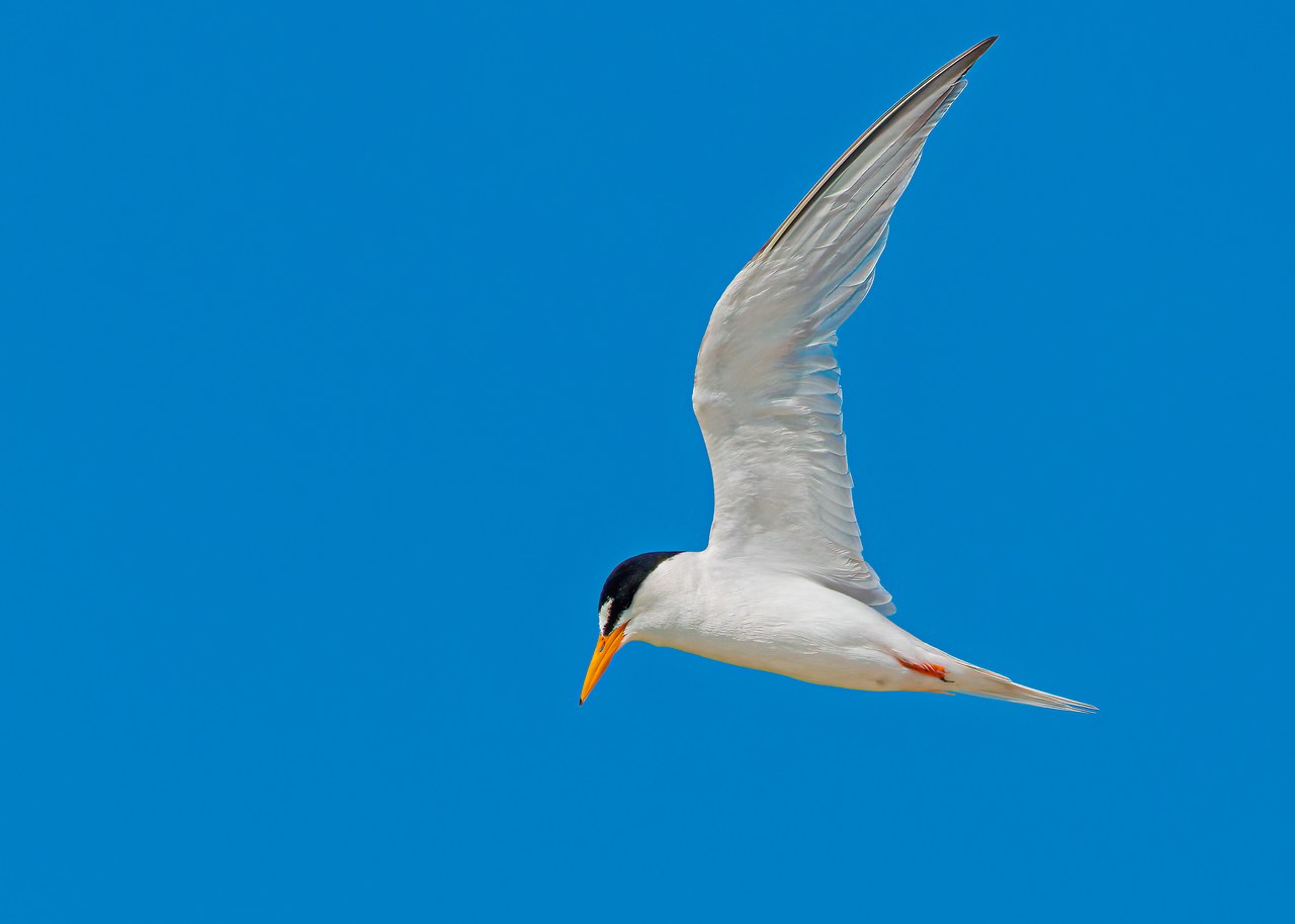 Least Tern hunting over shallow coastal water at Puerto Peñasco