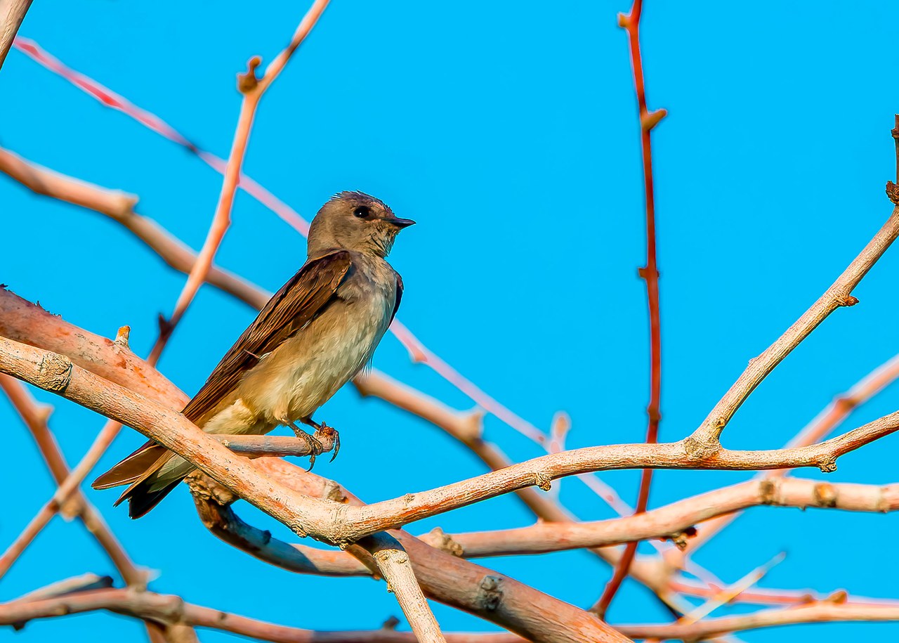 Small brown swallow perched on a bare branch during the Arizona stop before driving to Puerto Peñasco