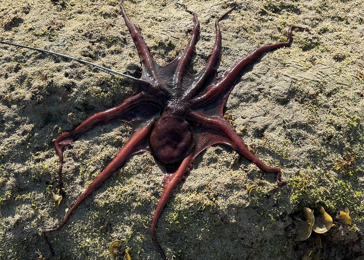 Two large octopuses pulled from deep holes exposed by the unusually low tide in Puerto Peñasco