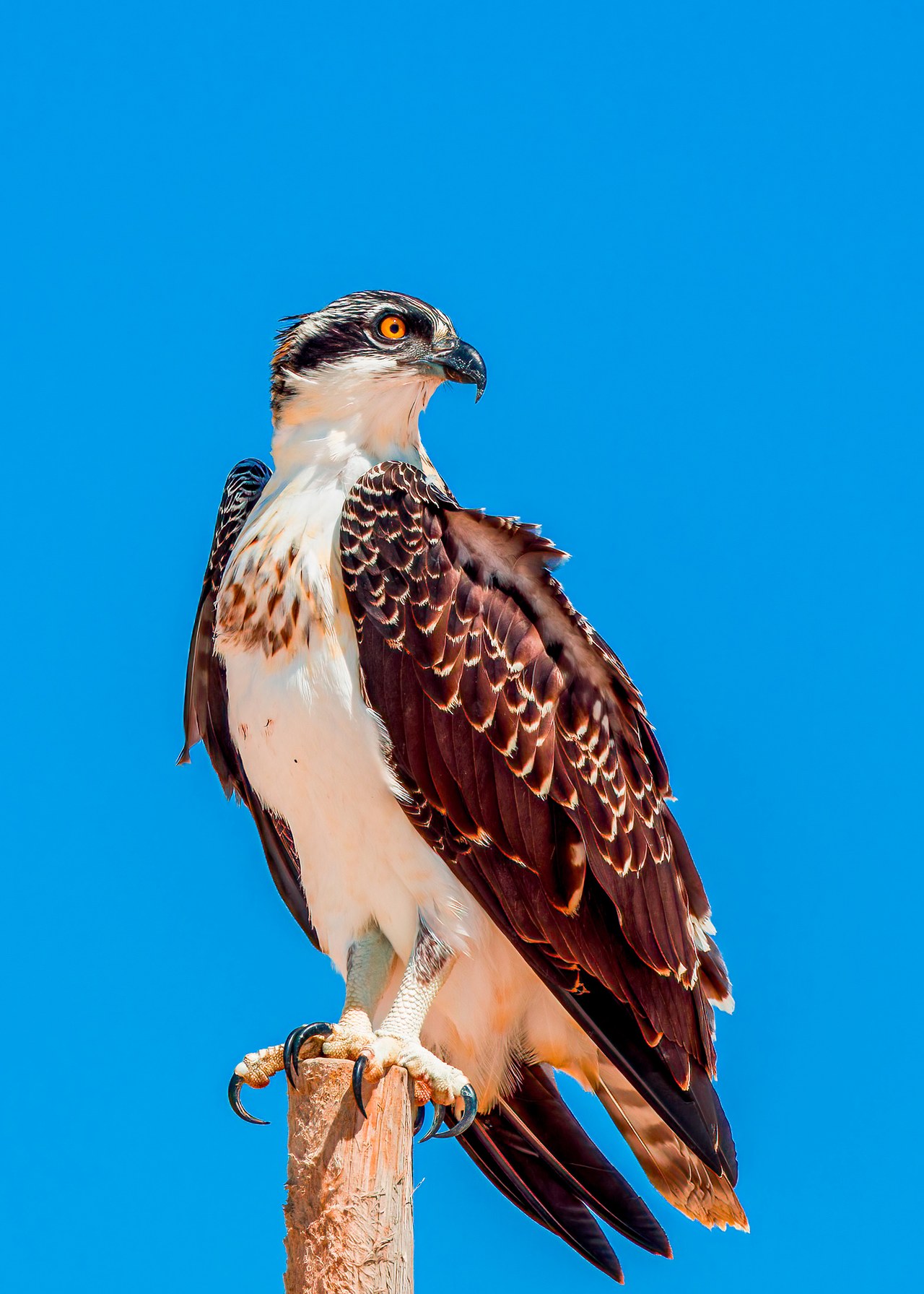 Osprey perched unusually close on a fence line near the Puerto Peñasco beach