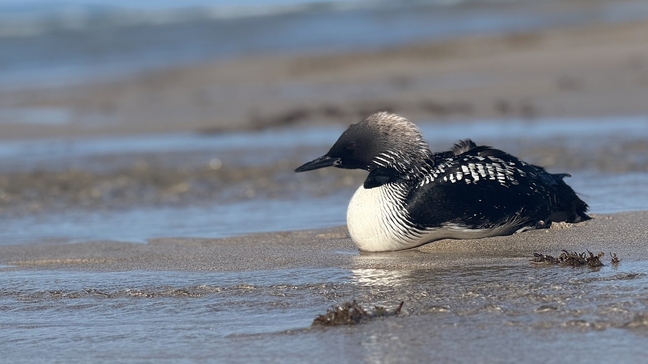 Pacific Loon sitting at extremely close range on exposed wet sand at Puerto Peñasco while the incoming tide approached
