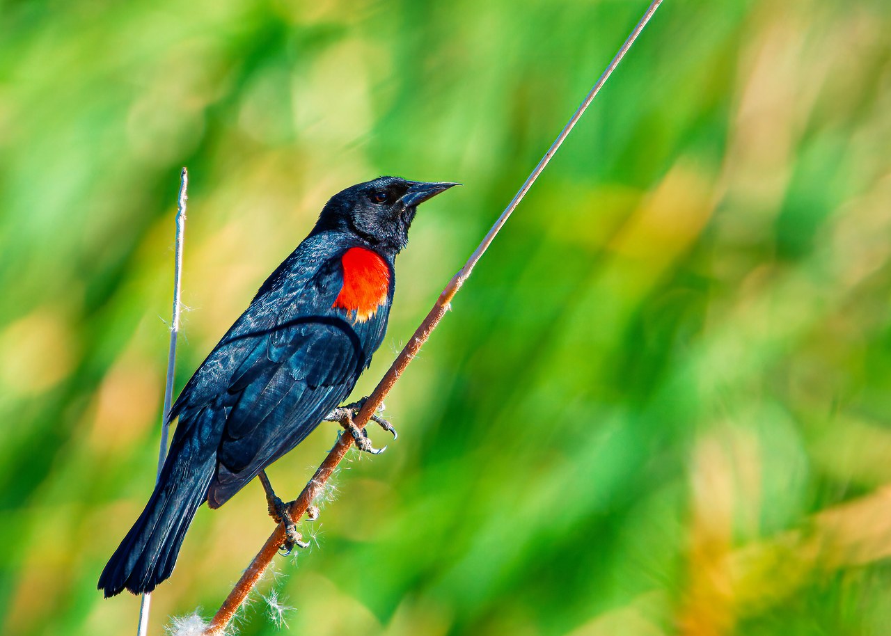Male Red-winged Blackbird perched in green wetland vegetation at Tres Rios