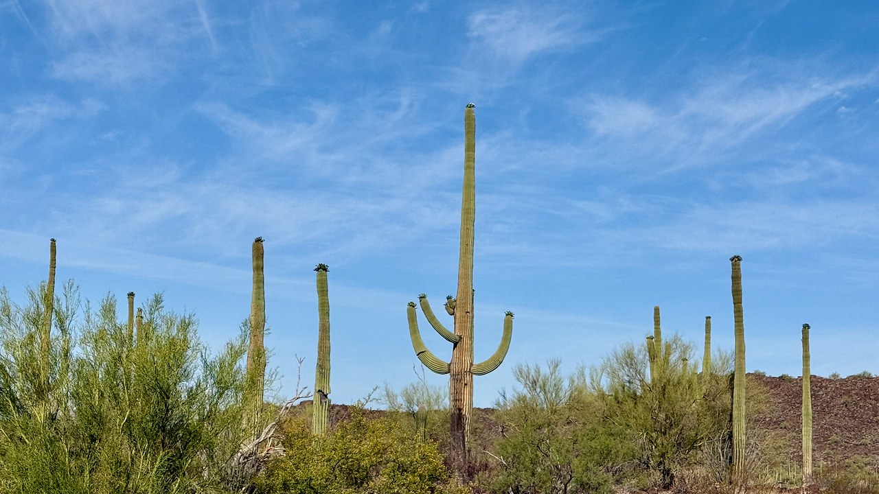 Tall saguaro cacti beneath a blue sky in the Sonoran Desert during the drive home from Puerto Peñasco