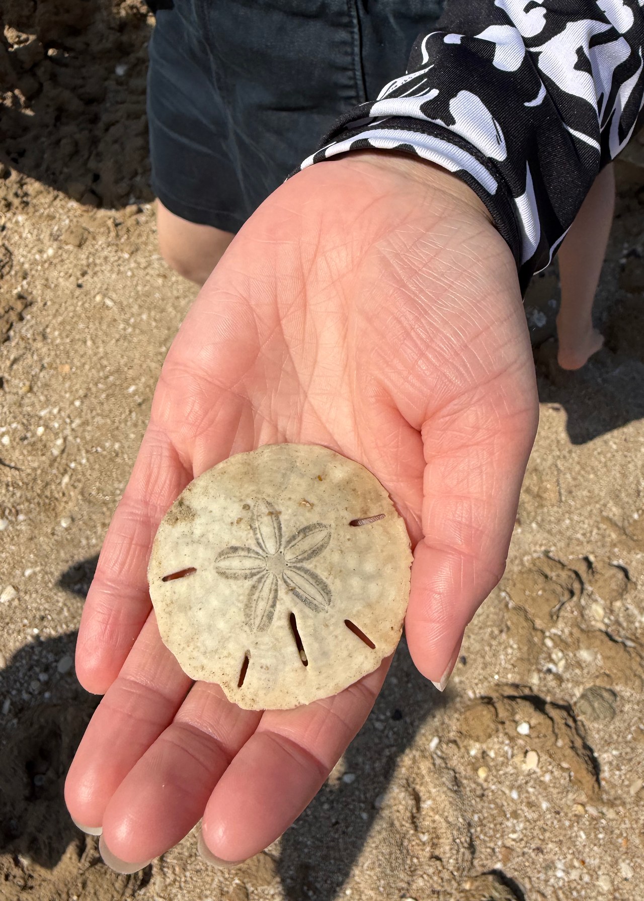 Sand dollar held in a hand after being found along the exposed shoreline at Puerto Peñasco