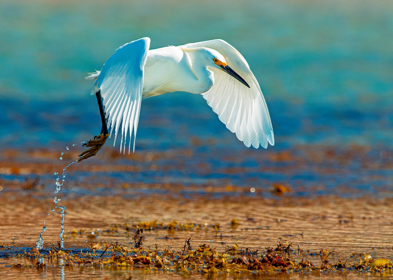 Snowy Egret lifting off from a shallow Puerto Peñasco tide pool with water streaming from its bright yellow feet