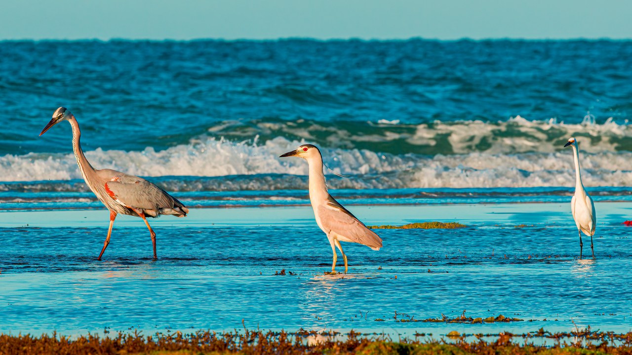 Great Blue Heron, Black-crowned Night-Heron, and white egret standing together on the exposed Puerto Peñasco shoreline, showing the dramatic difference in their sizes