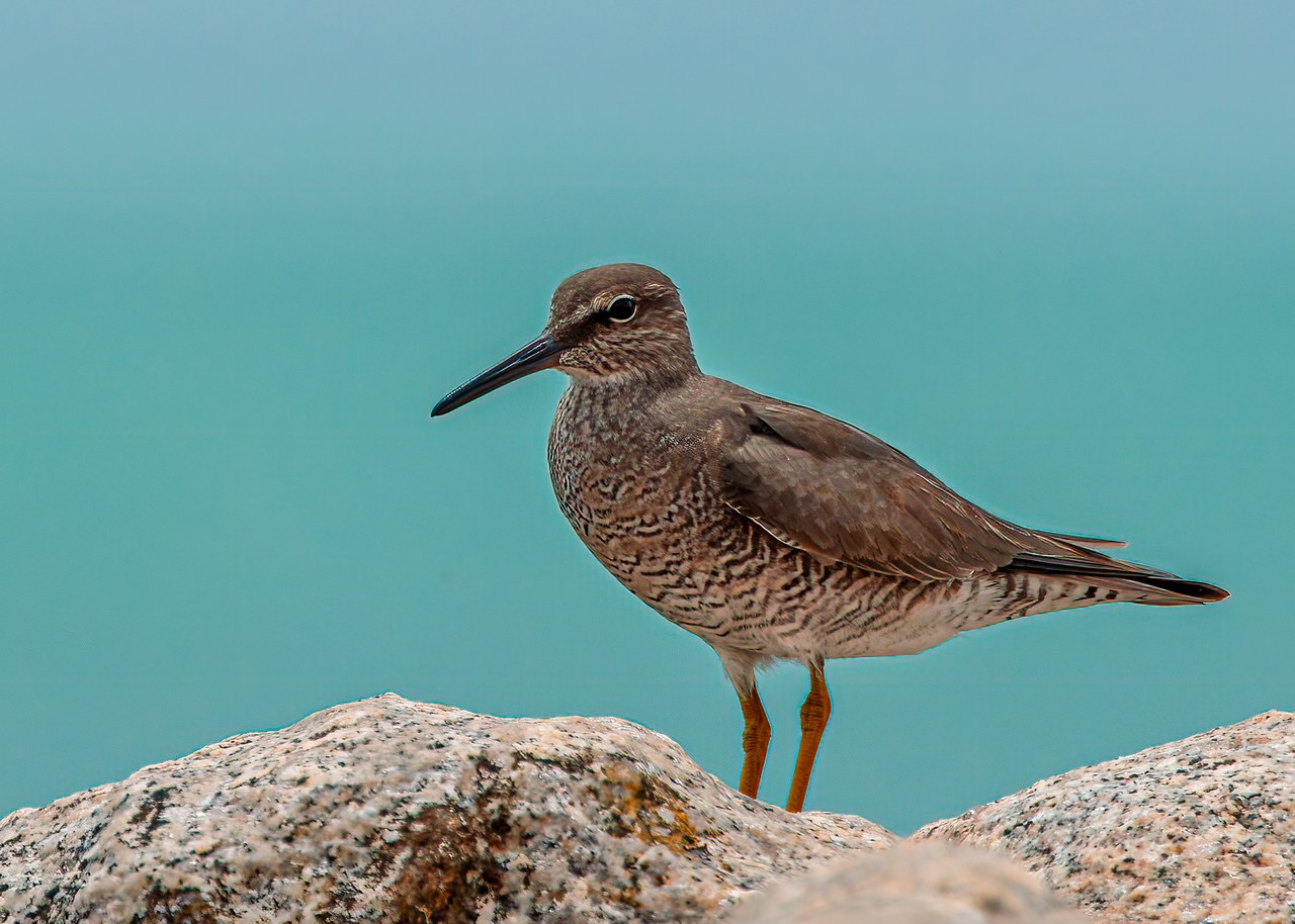 Wandering Tattler standing on shoreline rocks against the blue water at Pelican Point near Puerto Peñasco