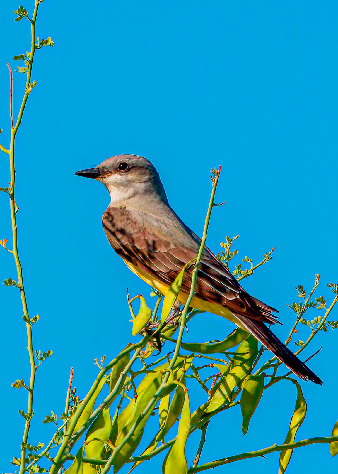 Western Kingbird perched among green desert branches beneath a clear blue sky