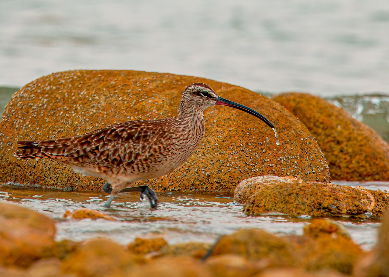 Hudsonian Whimbrel walking across the rocky coastal habitat at Pelican Point near Puerto Peñasco