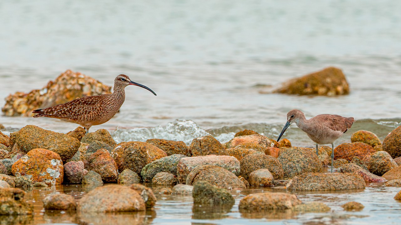 Hudsonian Whimbrel and Willet feeding together among orange shoreline rocks at Pelican Point near Puerto Peñasco