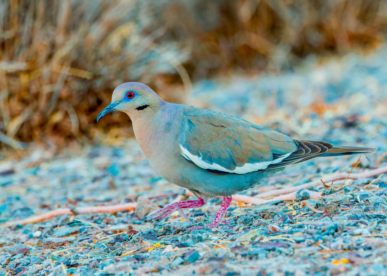 White-winged Dove walking across gravel in the Phoenix area