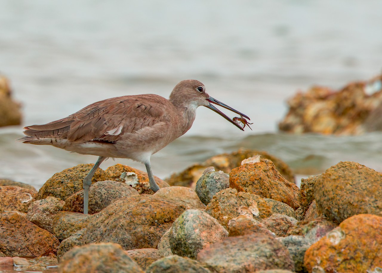 Willet carrying a small crab in its bill while walking across the rocky shoreline at Pelican Point near Puerto Peñasco