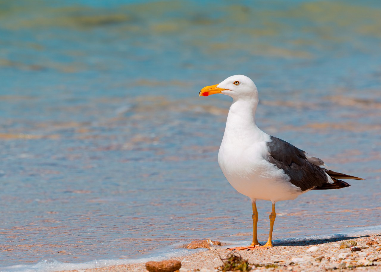 Yellow-footed Gull on the Puerto Peñasco shoreline during the May 2025 family trip