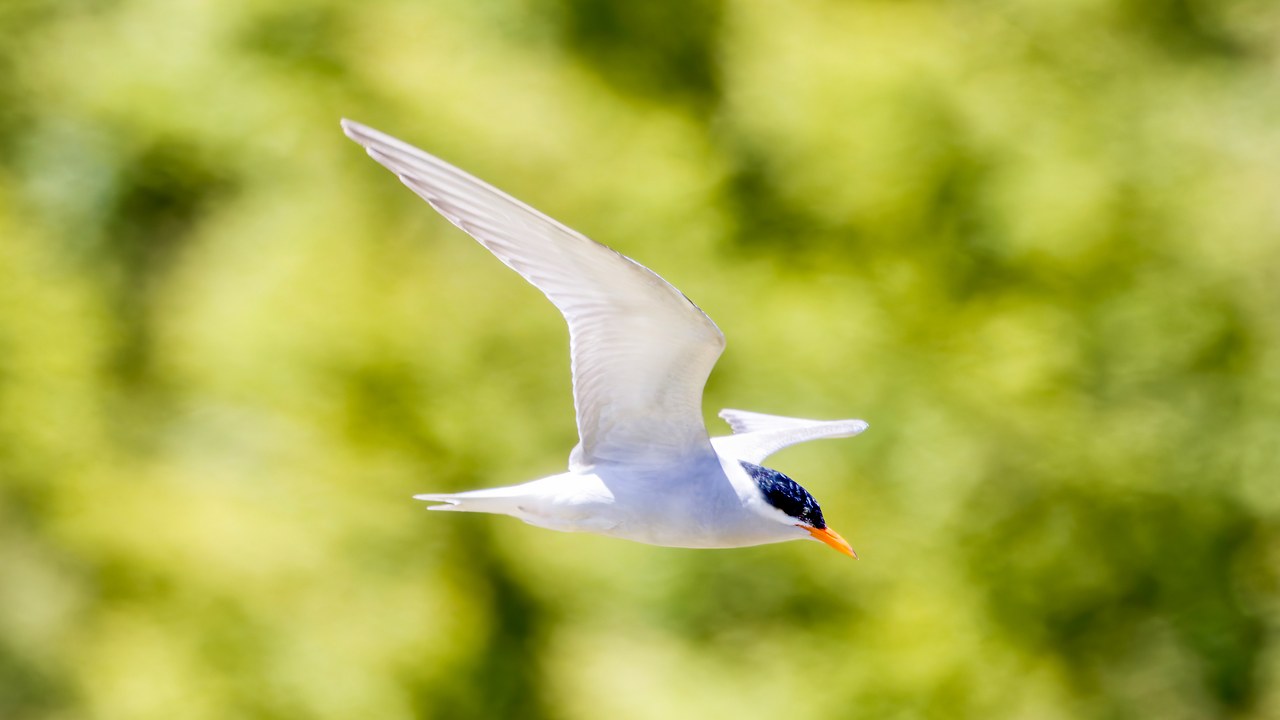 Black-fronted Tern flying against a soft green background in Fiordland
