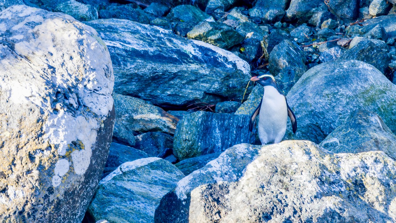 Fiordland Penguin standing among shoreline rocks in Milford Sound