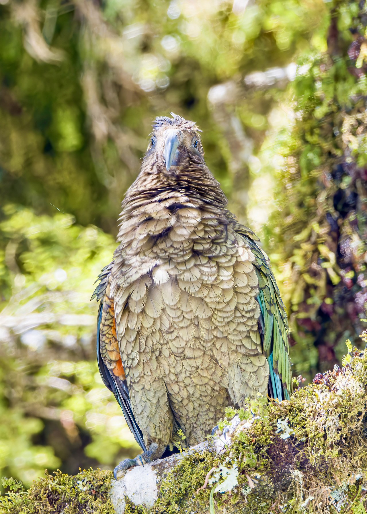 Kea perched in mossy forest near Fiordland National Park