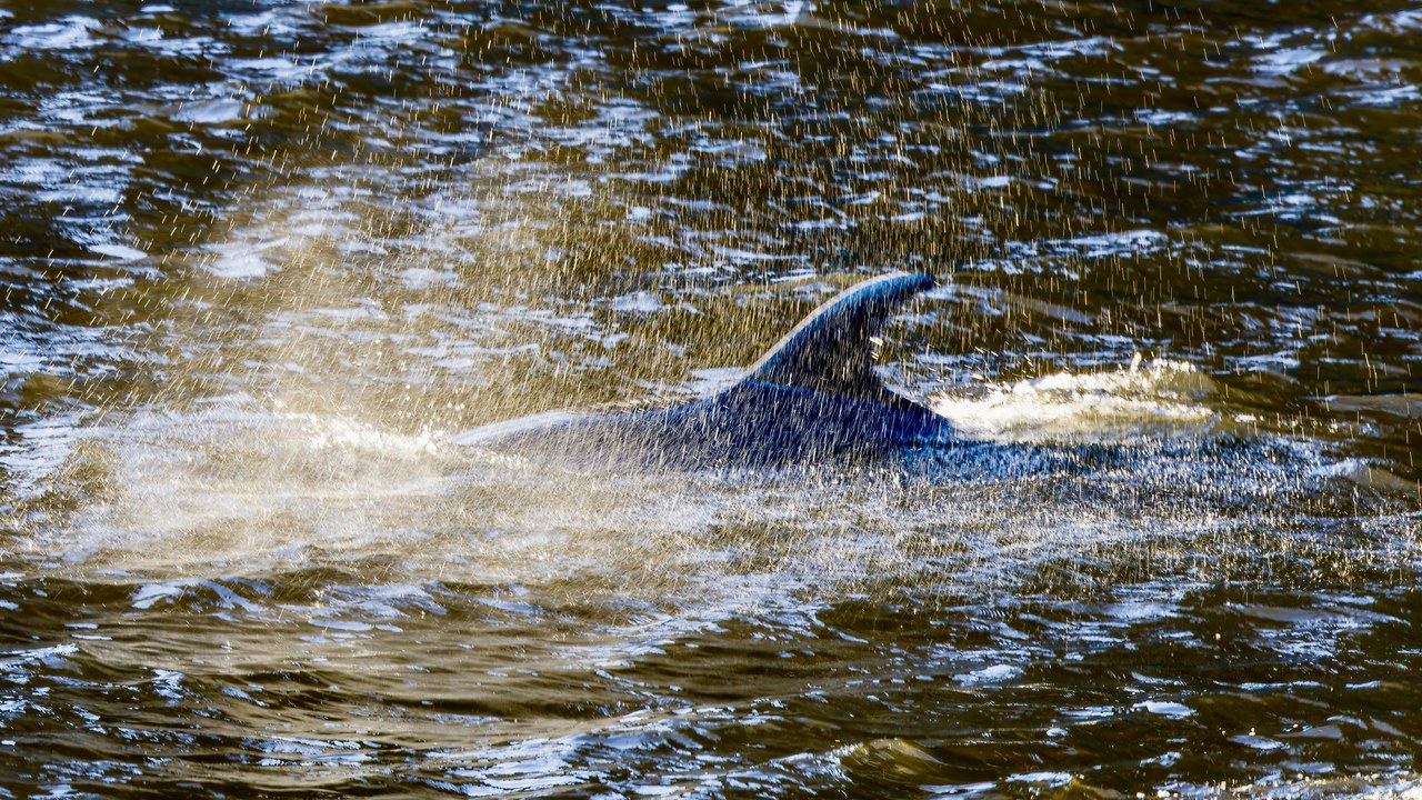Dolphin surfacing through bright spray beside the Milford Sound cruise ship
