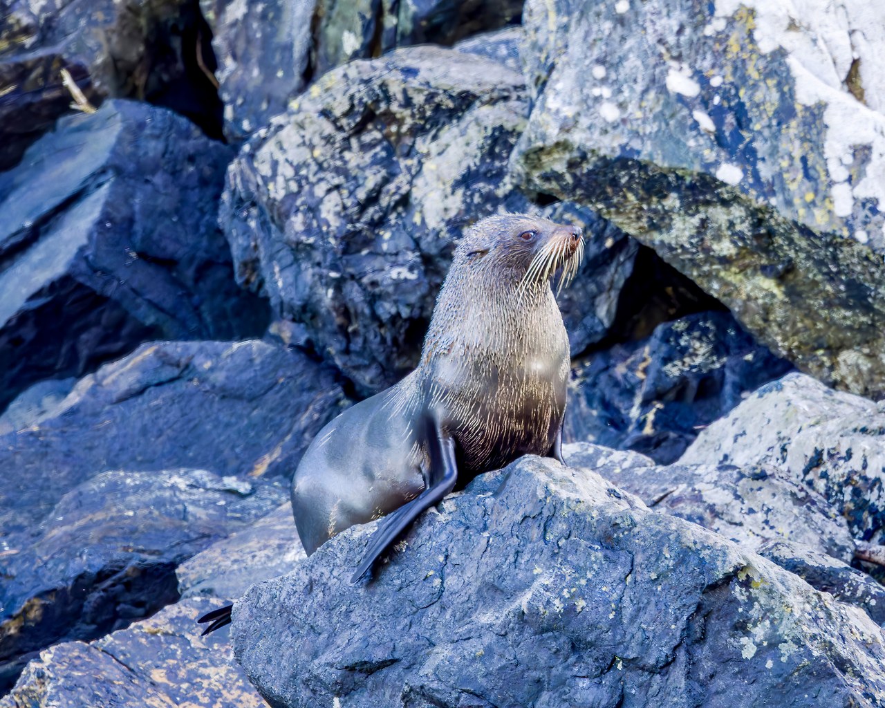 New Zealand fur seal resting across shoreline rocks in Milford Sound