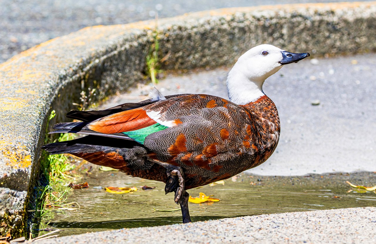 Female Paradise Shelduck standing beside a puddle near the Milford Sound parking area