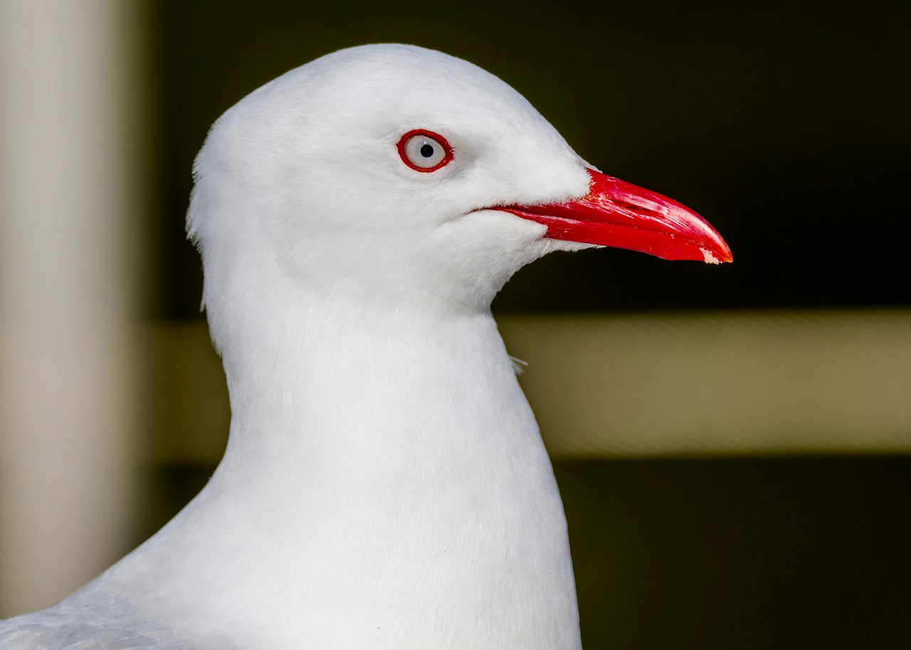 Portrait of a Silver Gull with bright red bill and pale eye aboard the Milford Sound cruise
