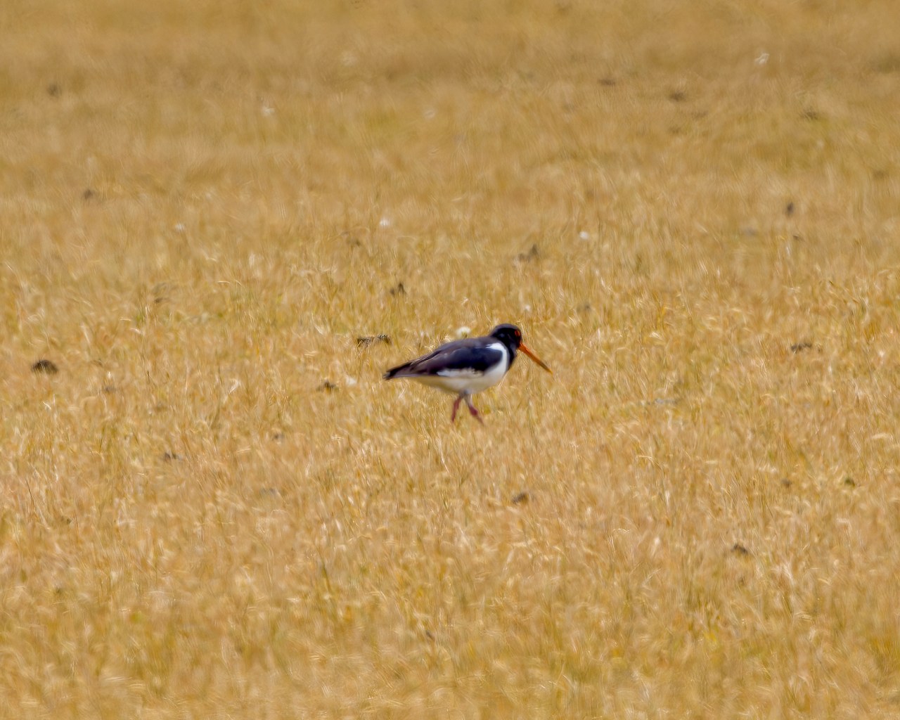 South Island Oystercatcher walking across a golden grassy field in Fiordland