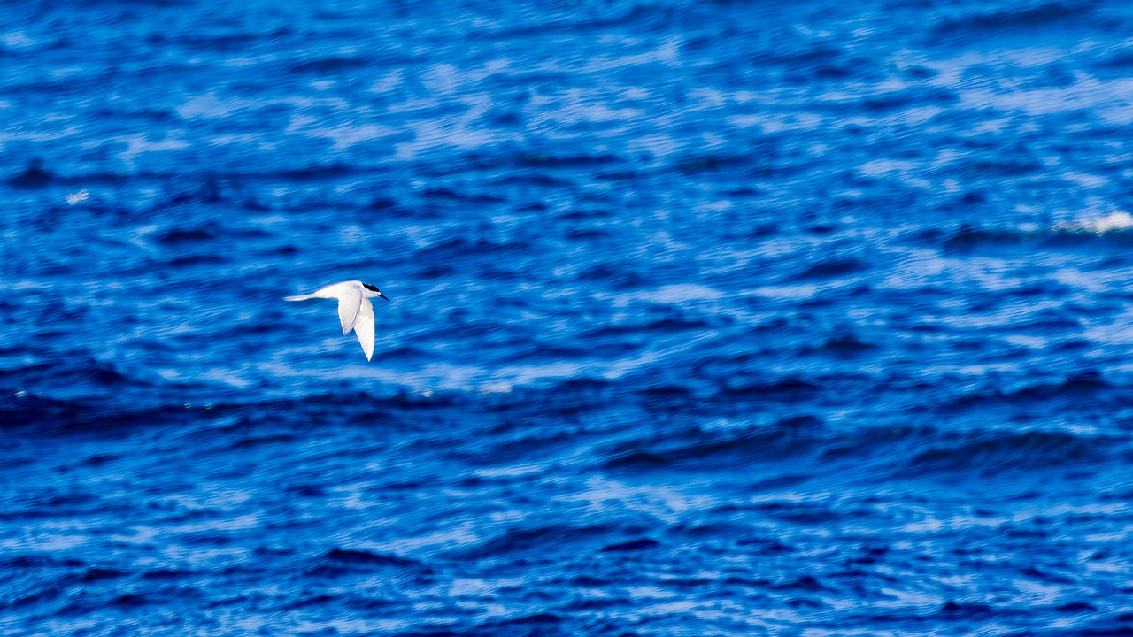 White-fronted Tern flying above the Tasman Sea near Milford Sound