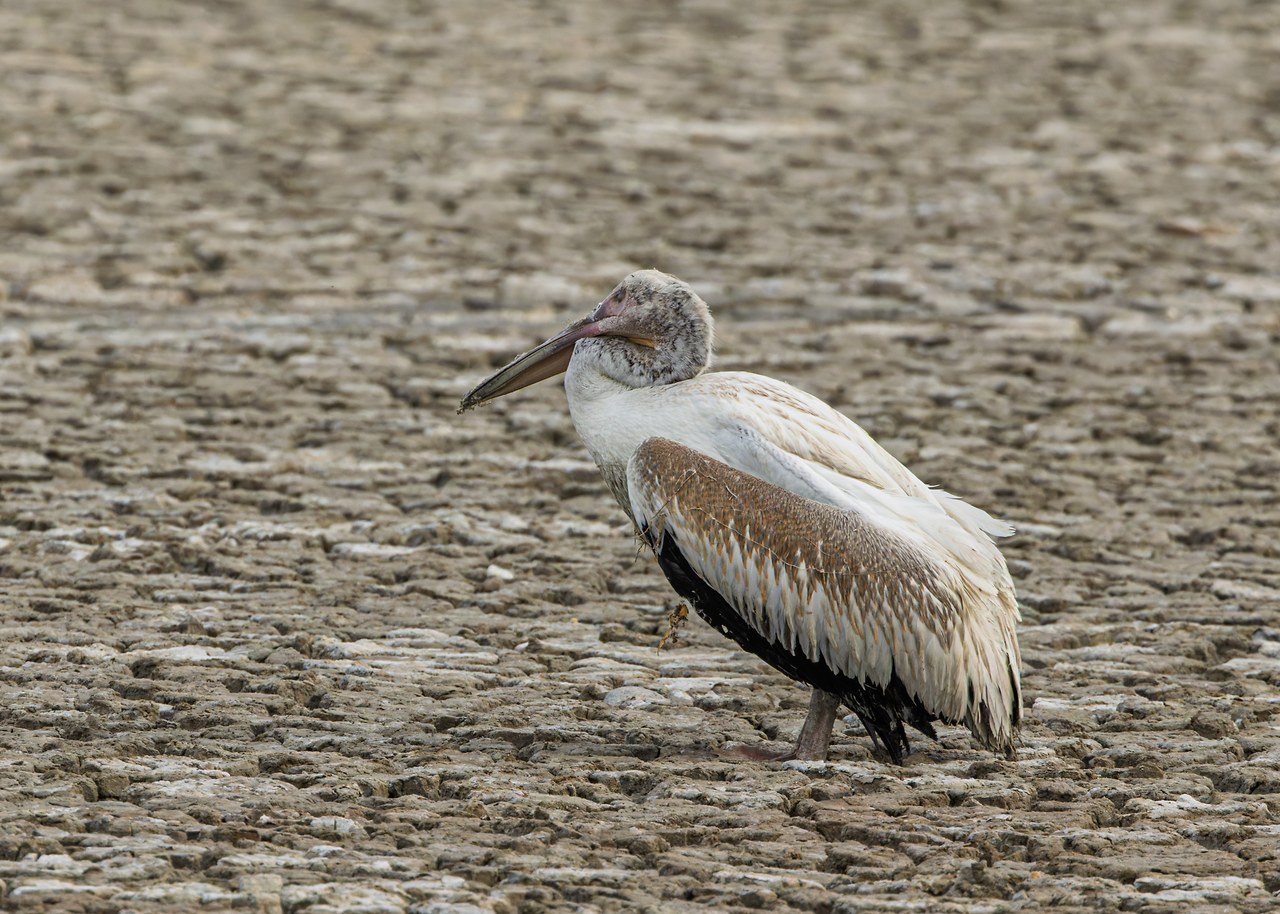 American White Pelican standing alone on exposed cracked lakebed at Antelope Island