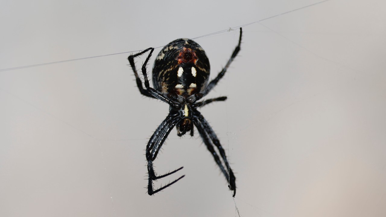 Orb Weaver spider photographed at Antelope Island State Park with intricate web details.