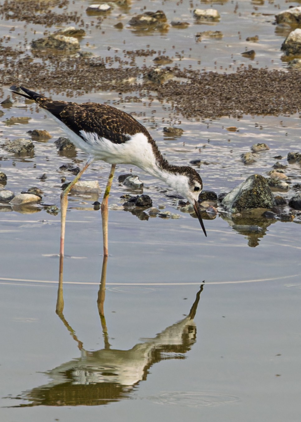 Black-necked Stilt standing beside shallow water at Antelope Island