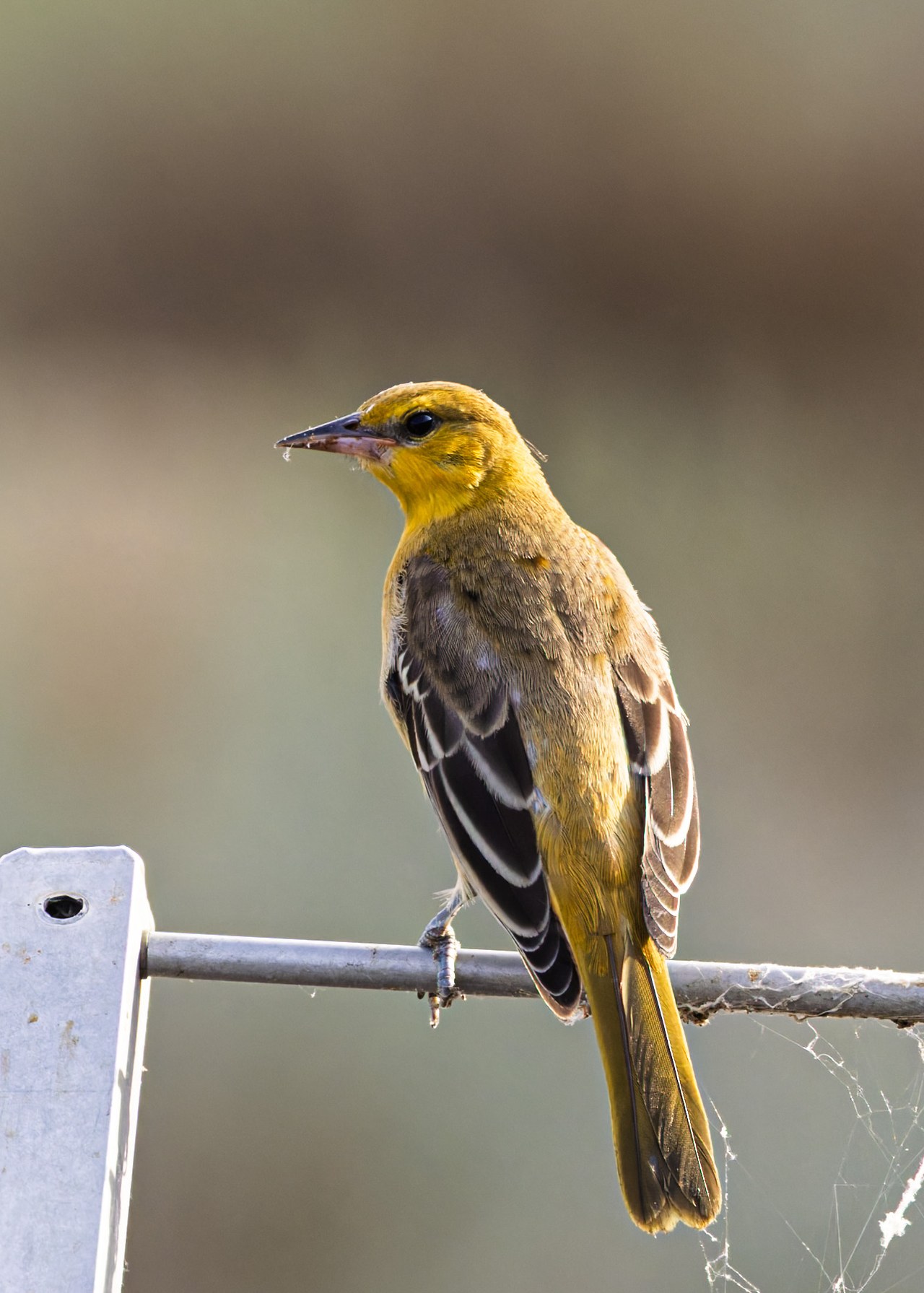 Bullock's Oriole perched on metal infrastructure at Antelope Island