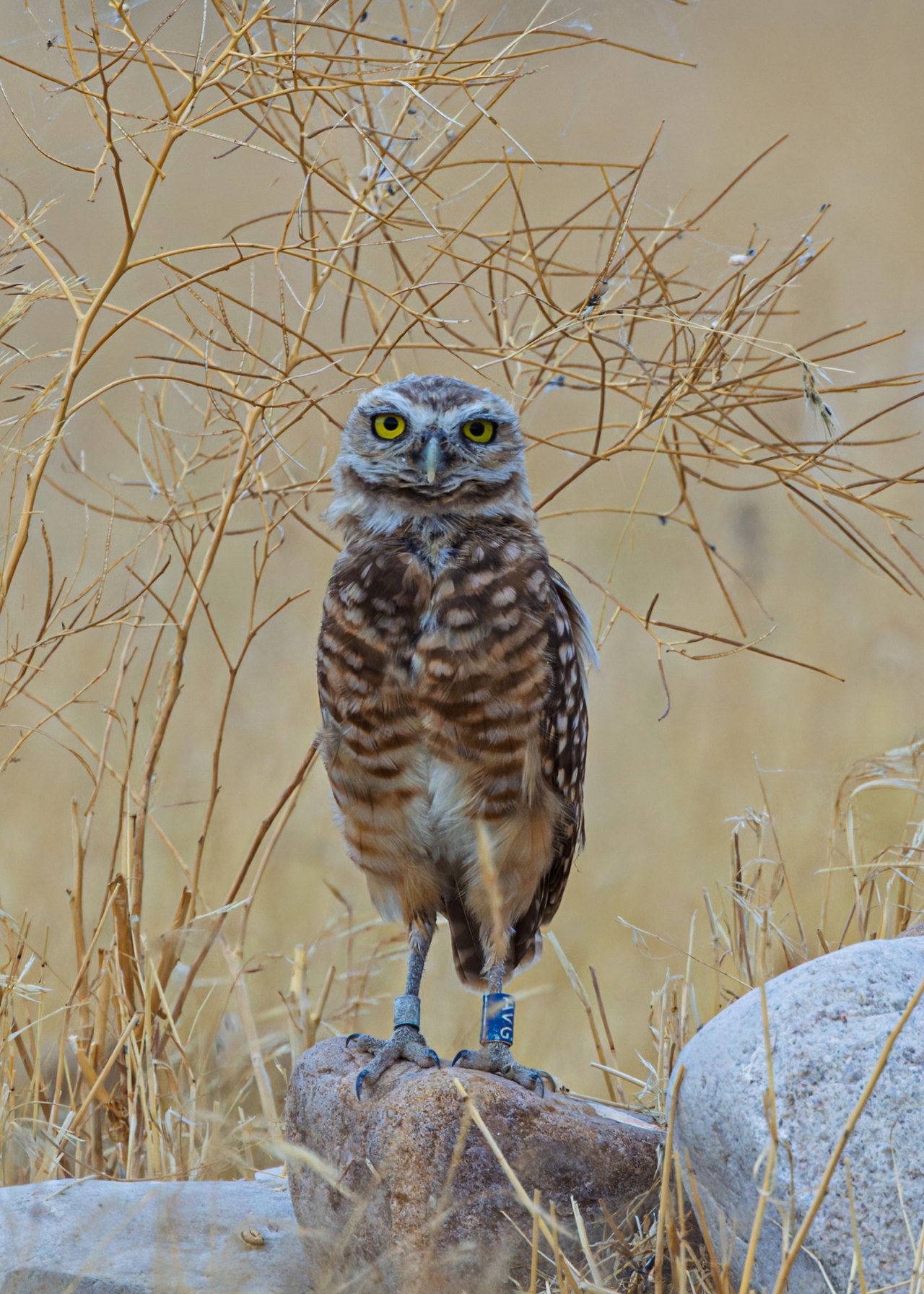Burrowing Owl standing among dry grass and pale rocks at Antelope Island State Park