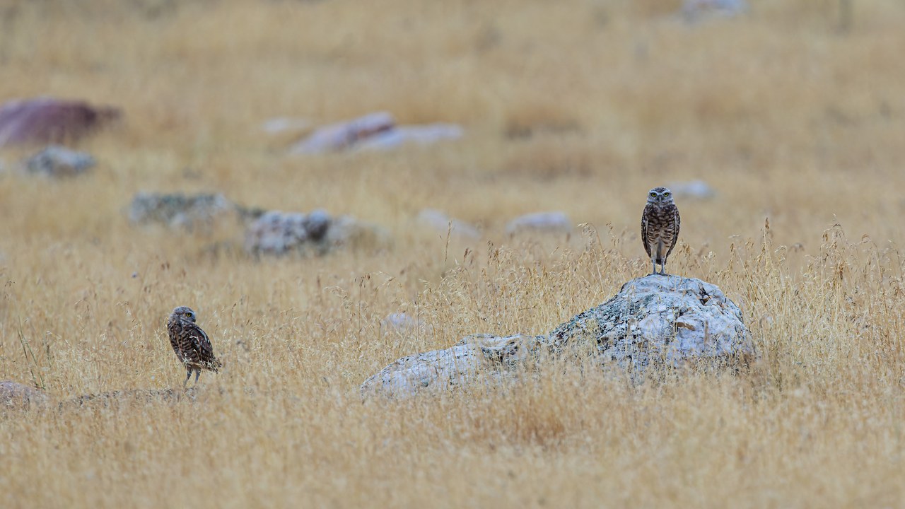 Two Burrowing Owls standing apart in dry grassland at Antelope Island State Park