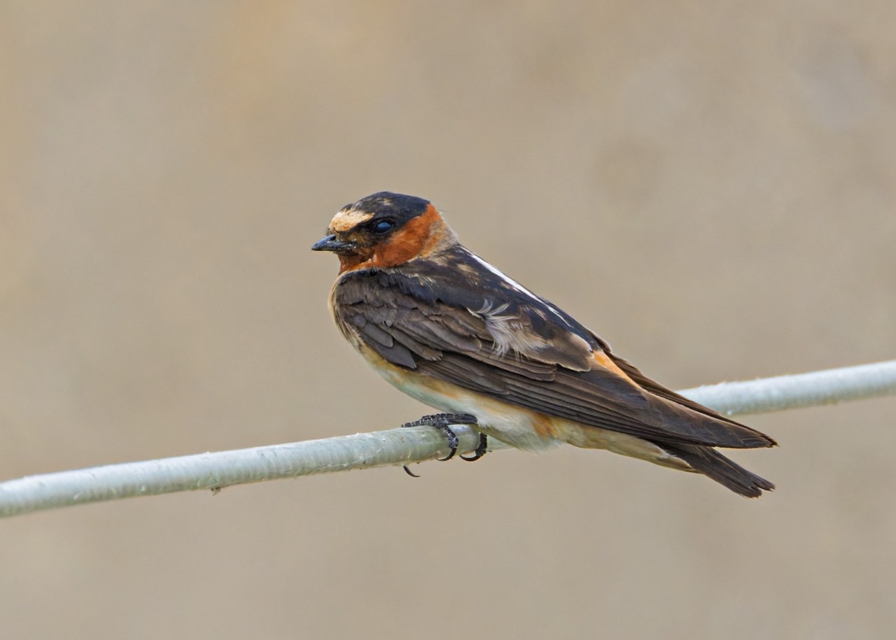 Cliff Swallow resting on a wire at Antelope Island.