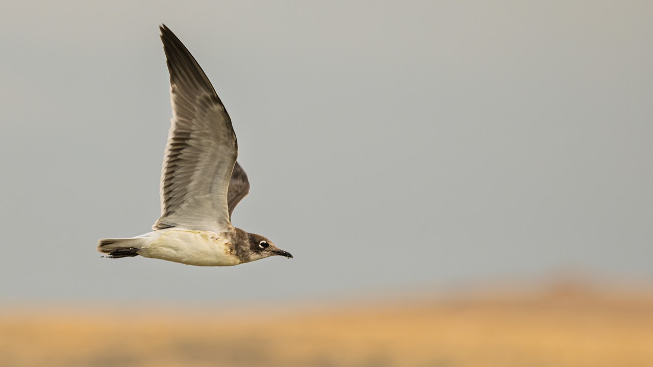 Franklin's Gull flying over Antelope Island with pale sky and distant shoreline behind it